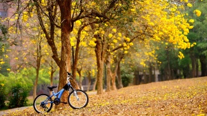 I want to ride my bicycle...